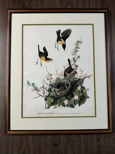 Audubon gelbe Brust Chat Vögel Amerikas gerahmt atemberaubender Nachdruck - Bild 1 von 14
