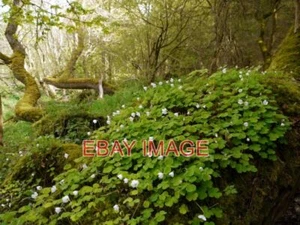 FOTO HOLZSAUERAMPFER (OXALIS ACETOSELLA) WÄCHST AUF EINEM ALTEN MOOSBEDECKTEN BAUMSTAMM - Bild 1 von 1