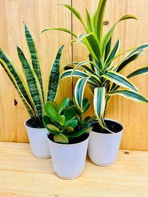 HOUSEPLANTS NEW YORK LLC Houseplant Easy Care Three Plant Pack. 4” Snake Plant, Jade & Song of India incl