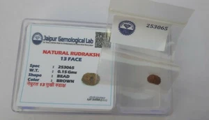 13 Mukhi Rudraksha Thirteen Face Rudraksh Java Bead Lab Certified - Picture 1 of 5