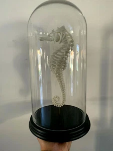 Oddities / Cabinet de curiosités / globe squelette hippocampe seahorse - Foto 1 di 2