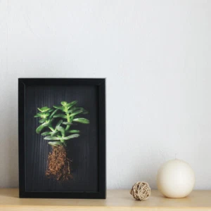 IKEA Poster Bild 21x30 cm Sukkulenten Pflanzen mit Wurzeln Natur 3er Set  | NEU - Bild 1 von 4