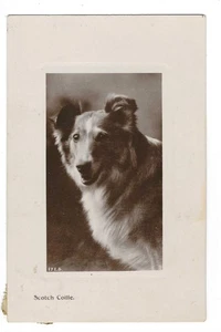 Hermosa postal de perro Scotch Collie RPPC retrato 1908 - Imagen 1 de 2