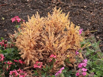 Larix laricina 'Big Mama' - Tamarack Larch *Live Plant - Image 1 of 4