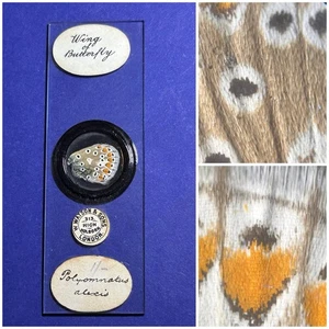 Antique Opaque Microscope Slide. Wing Of Butterfly Polyommantus Alexis. Watson. - Picture 1 of 3