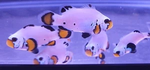 pack  of 6   Wyoming white  clownfish - Picture 1 of 3