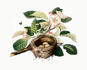BIENEN- UND VOGELNEST 8 x 10 Botanischer Giclée Kunstdruck - Bild 1 von 2
