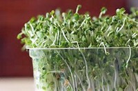 Broccoli Seeds For Sprouting Sprouts Microgreens, Organic, Non-GMO (4oz )