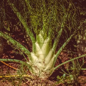 Fennel Florence Seeds, Sweet Flavor, Medicinal, Edible, Non-GMO, Free Shipping - Picture 1 of 2
