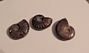3 Ammonite Fossils over 1 inch each  (101) - Picture 1 of 3
