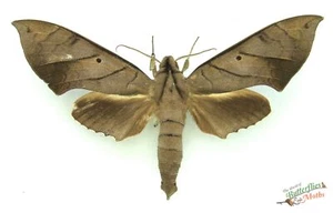 Pachylia darceta halcón polilla SET x1 A1- Entomología Insectos Coleccionistas Espécimen BONITO - Imagen 1 de 2