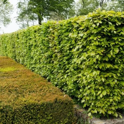Rotbuchen 25st. 120-150cm Heckenpflanzen Wurzelware Fagus sylvatica Hecke - Bild 1 von 4