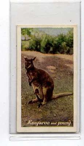 (Jb1737-100) JACOBS, ZOO SERIE (GRÜN), DAS KÄNGURU, 1924 #4 - Bild 1 von 2