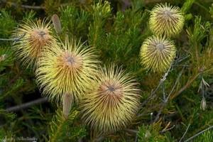 Dainty Banksia (Banksia Pulchella) 10 Fresh Seeds - Picture 1 of 1