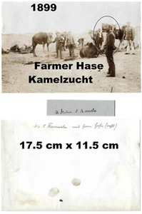 Namibia Deutsch Südwestafrika Pinguine Lüderitzbucht Farmer Hase 6x orig. 1899 - Bild 1 von 5