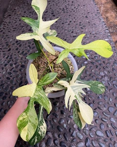 Philodendron Florida Beauty Variegated Size Medium Free Phytosanitary - Bild 1 von 3