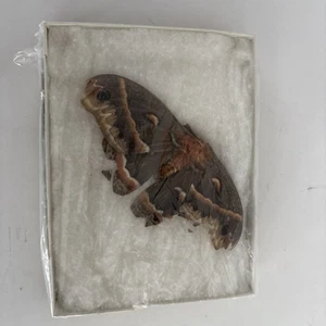 Moth - Science Project - Free Shipping - Picture 1 of 4