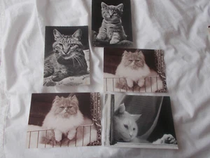 CAT POSTCARDS X 5 (12/10) - Picture 1 of 1