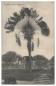 S8182/ Singapore Travellers Palm AK ca.1920 - Picture 1 of 2