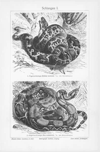 1905 SNAKES PYTHON BOA RATTLER COBRA VIPER ILLUSTRATION IMPRESSION 2 pages - Photo 1/4