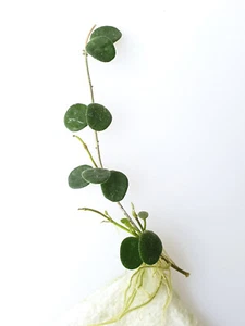 Porzellanblume (Hoya serpens) - gut bewurzelter Steckling - Bild 1 von 1