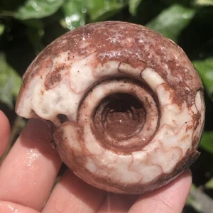 125Gr AMAZING PERMIAN WHOLE ROUGH AMMONITE FOSSIL CALCITE MOLLUSCA - Picture 1 of 12