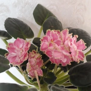 African Violet " SM Lesnoye Volshebstvo " 2 Blätter Usambaraveilchen.   - Bild 1 von 3