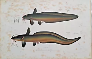 Pieter Bleeker Welse Plotosus canius große Chromolithographie 1862 Fische - Bild 1 von 2