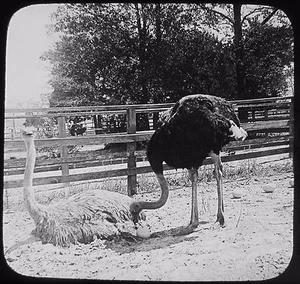 Glas magische Laterne Dia STRAUSSE IN JACKSONVILLE FLORIDA UM 1910 FOTO USA - Bild 1 von 2