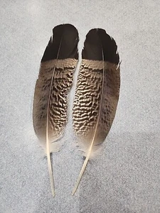 XAS12 Pr Pen Raised African Harrier Hawk (Polyboroides Typus) Wing Feather - Picture 1 of 2