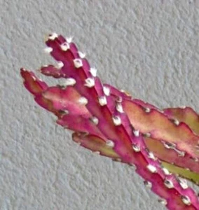 Rhipsalis cruciformis CLUSTER - Korallenkaktus | Kreuzförmiger Rhipsalis - Bild 1 von 2