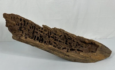 Árbol Madera a la deriva Gusano Madera Taxidermia Montaje Río Decoración Escarabajo Ajenjo Foto 1 de 4