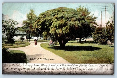 1906 Aiken South Carolina SC Vintage Postcard China Tree Scenic View Park Posted - Image 1 of 2