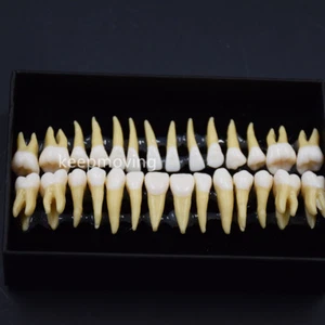 28 Pcs Dental 1:1 Permanent Teeth Demonstration Teach Study Model #Zahnmodell - Bild 1 von 12