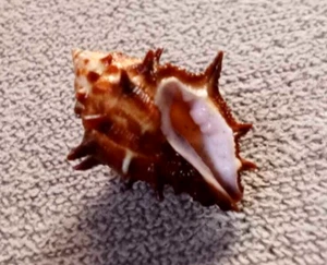 Spinudrupa spinosa 22 mm GEM  deep water murex" WOW!! - Bild 1 von 8