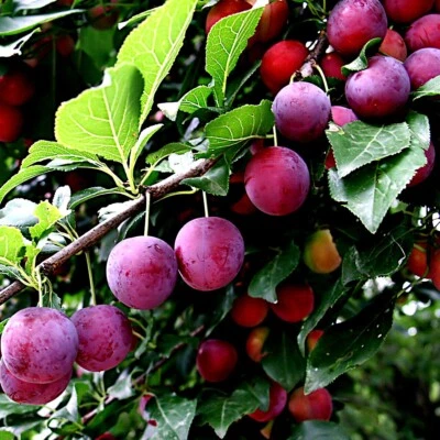 AMERICAN PLUM TREE SEEDS (Prunus americana) Fast Fruit Flower Plant Hardy-Zone 3 - Image 1 of 4