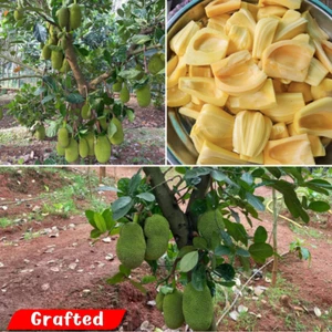 BeauFlora Hybrid Jackfruit (Ayur Jack, pianta innesto) 1 pianta a radice nuda - Picture 1 of 4