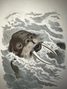 Cuvier 1824-1825 Private Collection Volume 103 H/C Plates Only Beautiful Fine - Bild 1 von 20