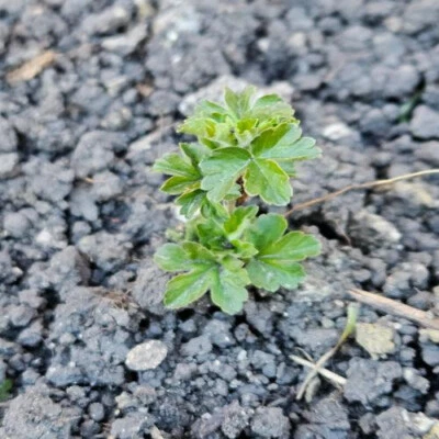 Grosulariaceae Pixwell (1 planta viva) Foto 1 de 3