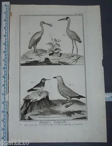 HISTOIRE NATURELLE L'IBIS LA SPATULE LA PIE DE MER LE GRISARD TELLER XLVII - Bild 1 von 2