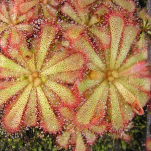 Drosera Aliciae - 20 / 100 Seeds - Sundew Carnivorous Plant - 2023 Harvest - Picture 1 of 1