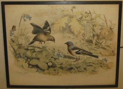 Antigua LITOGRAFÍA DE PINCHO DE 1857 EDOUARD TRAVIES 'Le Pinson' - Impresión de ornitología Foto 1 de 4