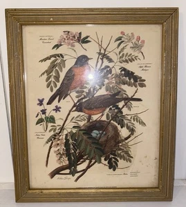 Vintage Arthur Singer White Framed Print #5 Bird Robin Flower Nature Vtg - Picture 1 of 5