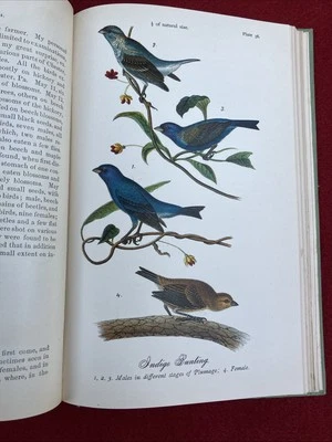 Birds of Pennsylvania B.H. Warren, 1888, First edition, Compl. D.H. Hastings - Image 1 of 4