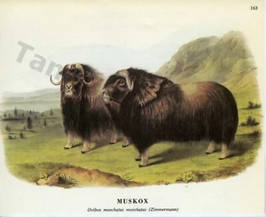 1968 John James & John Woodhouse Audubon MUSKOX Book Page Art (1430) - Picture 1 of 1