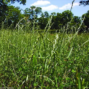 Gulf Annual Ryegrass (Cool Climate Grass Seeds) 1/4 Lbs "Sampler Packet" - Picture 1 of 1
