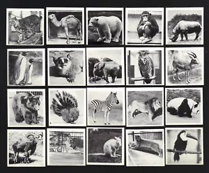 ZIGARETTE/HANDEL/KARTEN. Trockenfutter. ZOOTIERE 'K' Größe. (1955).(Komplettset mit 50) - Bild 1 von 1