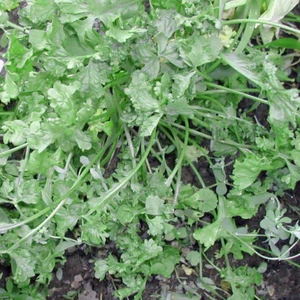 Wrinkled Crinkled Cress Seeds | Heirloom / Non-GMO | Free Shipping | 1158 - Picture 1 of 1