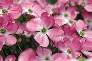 Cornus Florida Rubra Tree 10 Seeds, Pink Flowering Cold Hardy Native Dogwood - Picture 1 of 4