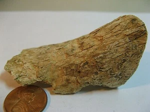 ECHTE VERSTEINERTE RINDE ODER VERSTEINERTER KNOCHEN / SELTEN UND EINZIGARTIG. - Bild 1 von 11